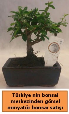 Japon aac bonsai sat ithal grsel  Ankara anatolia ieki iek yolla  