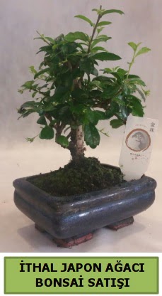 �thal japon a�ac� bonsai bitkisi sat���  Ankara �i�ek �i�ek�i telefonlar� 