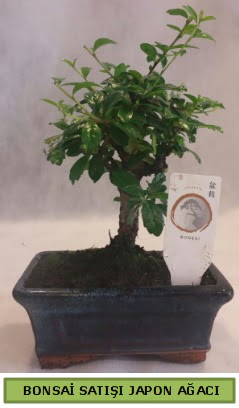 Minyatr bonsai aac sat  Ankara anatolia iek iek gnderme 