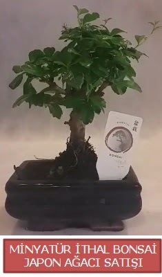 K���k g�rsel bonsai japon a�ac� bitkisi  Ankara balgat �i�ek�ilik �i�ek , �i�ek�i , �i�ek�ilik 