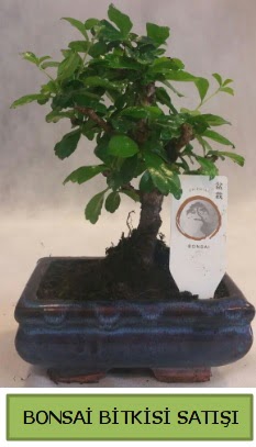 Bonsai ithal g�rsel minyat�r japon a�ac�  �i�ek�ilik ucuz �i�ek g�nder 