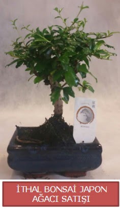 �thal k���k boy minyat�r bonsai a�a� bitkisi  Ankara �i�ek �i�ek�i telefonlar� 
