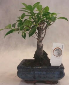 Bonsai a�ac� japon a�a� bitkisi  Ankara anatolia �i�ek�i �i�ek yolla  