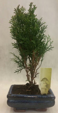 SINIRLI SAYIDA �R�N Selvi Bonsai  Ankara �i�ek�ilik �nternetten �i�ek sipari�i  