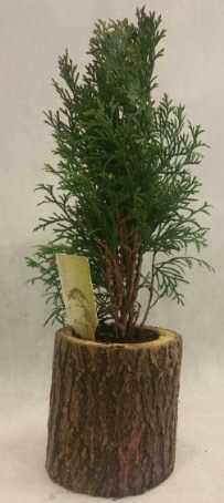 SINIRLI STOK Selvi Bonsai Do�al k�t�kte  Ankara �i�ek�ilik �nternetten �i�ek sipari�i  