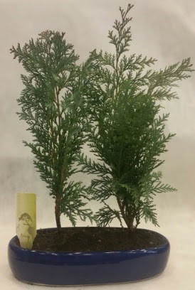 SINIRLI SAYIDA Selvi A�ac� bonsai ikili  Ankara �i�ek �i�ek�i telefonlar� 