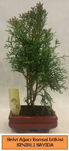 Selvi a�ac� bonsai japon a�ac� bitkisi  Ankara �i�ek�ilik �i�ek sat��� 