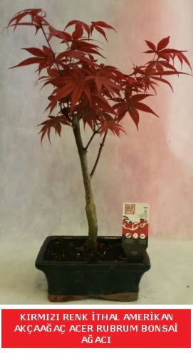 �THAL ACER RUBRUM BONSA� A�ACI  Ankara anatolia �i�ek�ilik �i�ek g�nderme sitemiz g�venlidir 