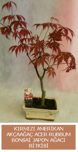 Amerikan akçaağaç Acer Rubrum bonsai  Ankara buket çiçekçilik uluslararası çiçek gönderme ulus 