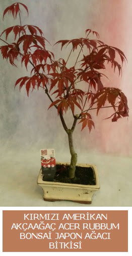 Amerikan ak�aa�a� Acer Rubrum bonsai  Ankara buket �i�ek�ilik uluslararas� �i�ek g�nderme ulus 