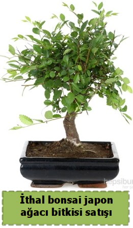 thal bonsai saks iei Japon aac sat  Ankara iekilik nternetten iek siparii  