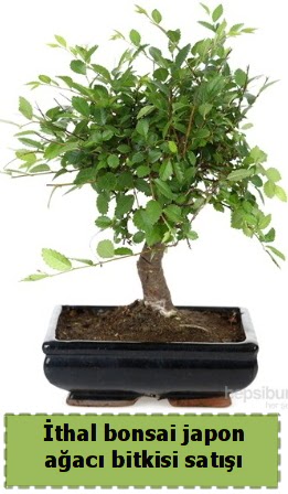 �thal bonsai saks� �i�e�i Japon a�ac� sat���  Ankara �i�ek�ilik �nternetten �i�ek sipari�i  