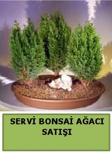 BONSA� 3 L� SERV� BONSA� A�ACI  Ankara �i�ek �i�ek�i telefonlar� 