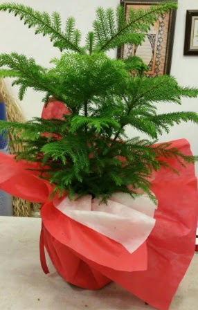 Salon �am� Araucaria Heterophylla bitkisi  Ankara �i�ek�ilik �nternetten �i�ek sipari�i  