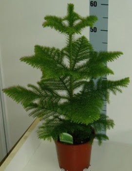 60 cm Salon �am� araucaria heterophylla  Ankara anatolia �i�ek �i�ek g�nderme 