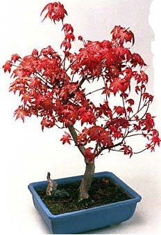 Amerikan akaaa bonsai bitkisi  Ankara anatolia ieki iek yolla  