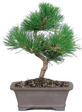 �am a�ac� bonsai japon a�ac� bitkisi  Ankara anatolia �i�ek �i�ek g�nderme 