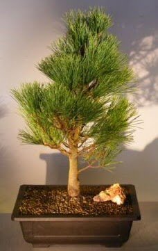 �am a�ac� japon a�ac� bitkisi bonsai  Ankara �i�ek �i�ek�i telefonlar� 