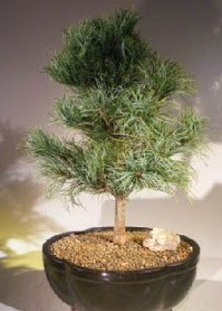 �am a�ac� bonsai bitkisi sat���  �i�ek�ilik ucuz �i�ek g�nder 