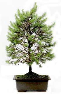 *** STOKTA YOK - �am a�ac� bonsai bitkisi sat���  Ankara sevgilime cicekciler , cicek siparisi ke�i�ren 