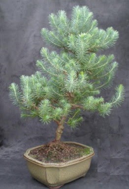 Bonsai �am a�ac� japon a�ac� bitkisi  Ankara anatolia �i�ek�ilik �i�ek g�nderme sitemiz g�venlidir 