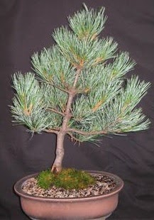 Bonsai �am a�ac� japon a�ac� bitkisi  Ankara oran �i�ek�ilik �i�ek sipari�i sitesi ucuz �i�ekleri 
