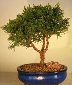 Servi am bonsai japon aac bitkisi  Ankara anatolia ieki iek yolla  