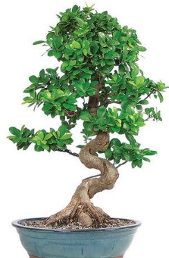 Yakla��k 70 cm y�ksekli�inde ithal bonsai  Ankara �i�ek �i�ek�i telefonlar� 