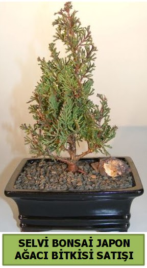Selvi �am japon a�ac� bitkisi bonsai  Ankara �i�ek �i�ek�i telefonlar� 