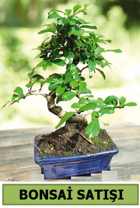 �am bonsai japon a�ac� sat���  Ankara �i�ek�ilik �i�ek sat��� 