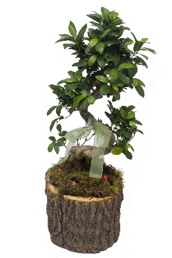 Doal ktkte bonsai saks bitkisi  Ankara iekilik nternetten iek siparii  