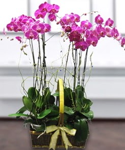 7 dall mor lila orkide  Ankara anatolia iekilik iek gnderme sitemiz gvenlidir 