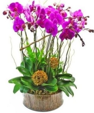 Ahap ktkte lila mor orkide 8 li  kavakldere iekilik internetten iek sat balgat