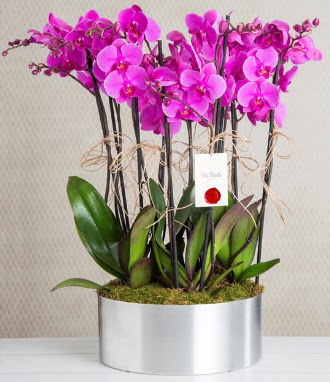 11 dallı mor orkide metal vazoda  Ankara anatolia çiçekçilik çiçek gönderme sitemiz güvenlidir 