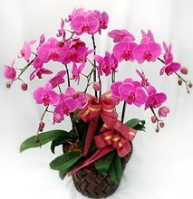 Sepet ierisinde 5 dall lila orkide  iekilik ucuz iek gnder 