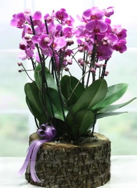 Ktk ierisinde 6 dall mor orkide  iekilik ucuz iek gnder 