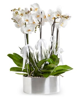 Beş dallı metal saksıda beyaz orkide  Ankara anatolia çiçekçi çiçek yolla  