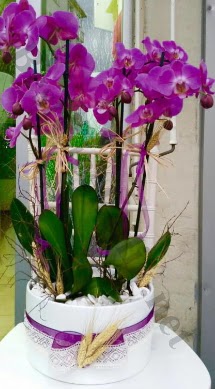 Seramik vazoda 4 dall mor lila orkide  Ankara keiren iekilik online iek gnderme sipari eryaman 