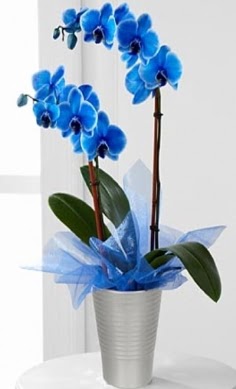 Seramik vazo içerisinde 2 dallı mavi orkide  Ankara balgat çiçekçilik çiçek , çiçekçi , çiçekçilik 