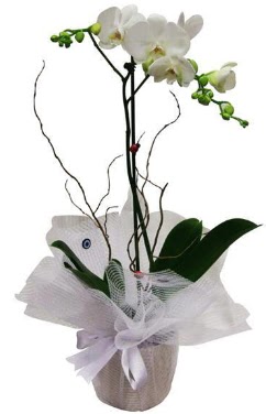 Tek dallı beyaz orkide  hediye çiçekçilik cicek , cicekci batıkent 