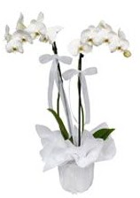 2 dall beyaz orkide  Ankara abidinpaa iekilik gvenli kaliteli hzl iek etlik 