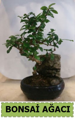 Bonsai a�ac� japon a�ac� sat���  �ankaya �i�ek�ilik hediye �i�ek yolla 