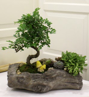 A�a� k�t�k i�erisinde bonsai ve sukulent  Ankara anatolia �i�ek�ilik �i�ek g�nderme sitemiz g�venlidir 