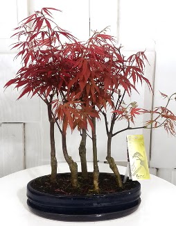 5 adet japon ak�aa�a� bonsai �i�e�i  Ankara �i�ek�ilik �i�ek sat��� 