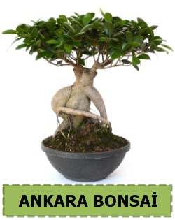 Bonsai sat���  Ankara �i�ek�ilik �i�ek sat��� 