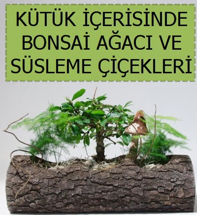 K�t�k i�erisinde bonsai japon a�a� bitkisi  Ankara �i�ek�ilik �i�ek sat��� 