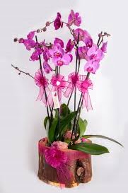 4 dall ktk ierisibde mor orkide  Ankara iekilik iek sat 