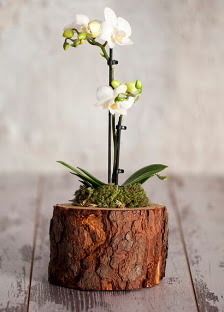 Doal ktk 2 dall beyaz orkide  Ankara anatolia ieki iek yolla  