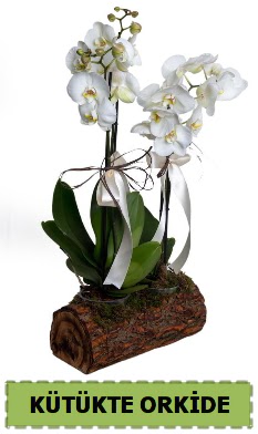Kütük içerisinde 2 Adet tek dallı orkide  çiçekçilik anneler günü çiçek yolla bilkent  