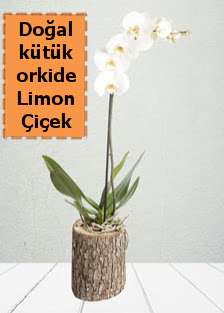 Do�al k�t�kte tek dall� beyaz orkide  Ankara �i�ek �i�ek�i telefonlar� 